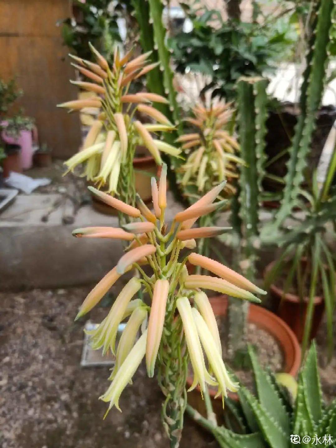这花养10年，才开1次花，看到的都有好运气