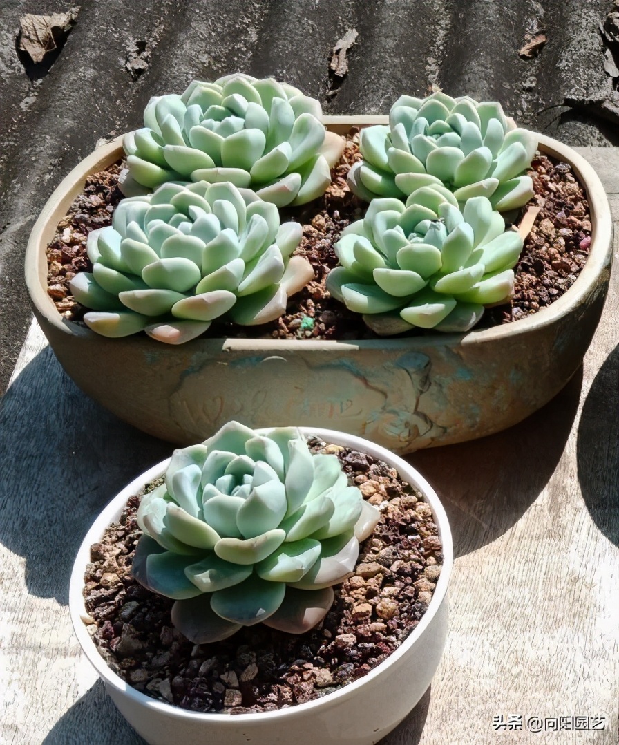 13冰花多肉植物怎么养最佳「科普」 -骁龙网