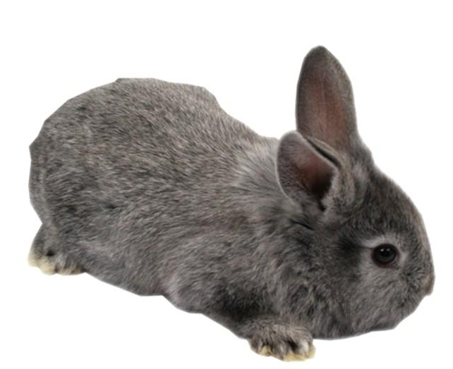 盘点各种各样可爱的兔子,多数兔子性格温顺,惹人喜爱