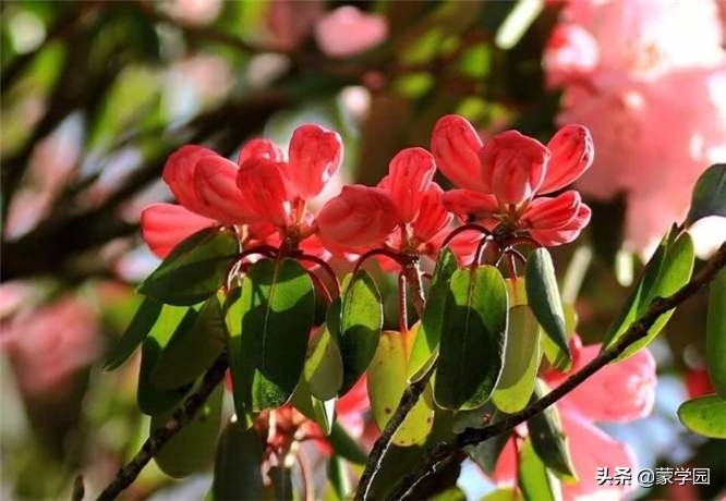 120句诗词话五月，繁花似锦，生机盎然！