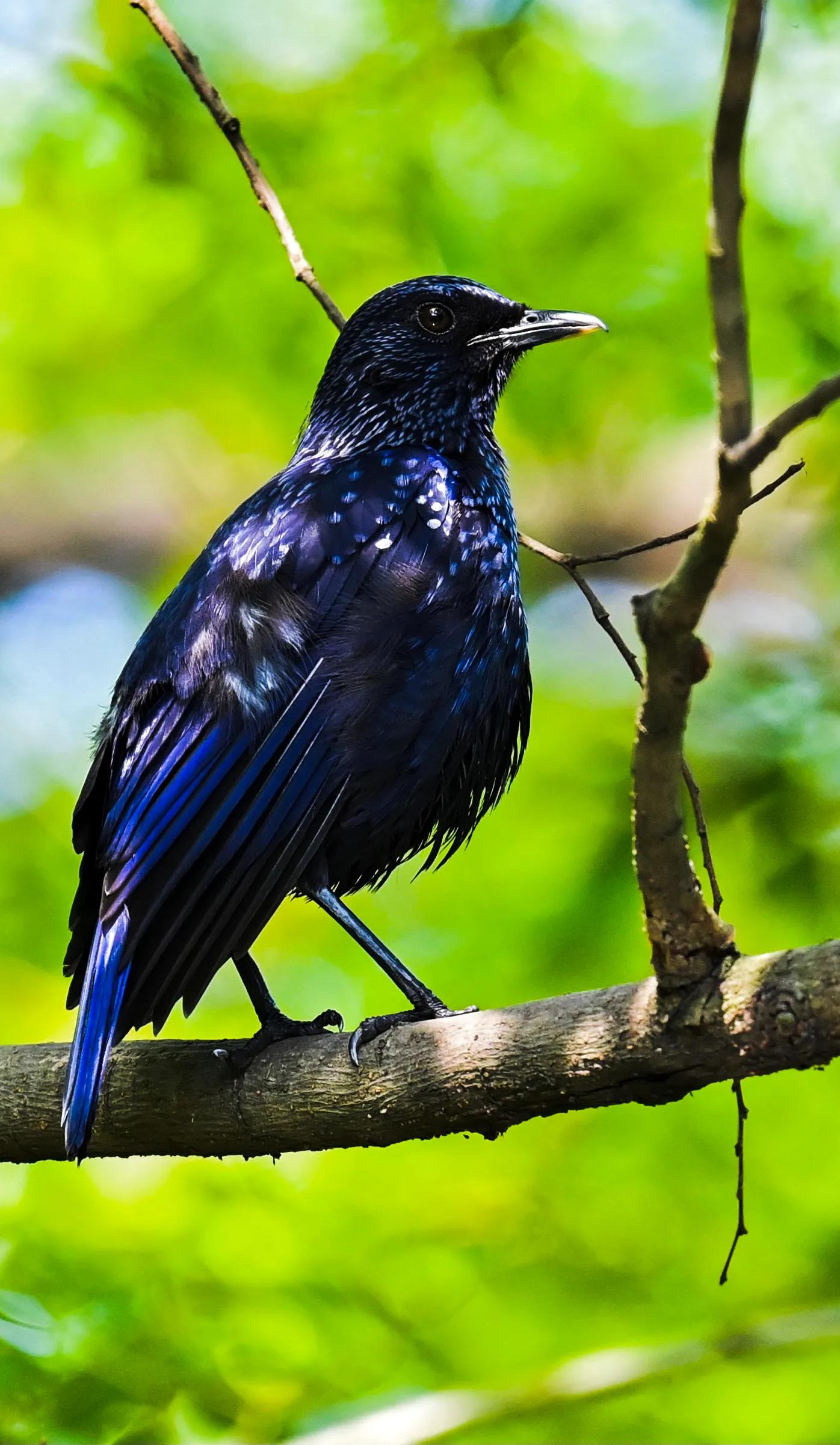 紫啸鸫鸟全身羽毛呈黑暗的蓝紫色,远观呈黑色,近看为紫色.