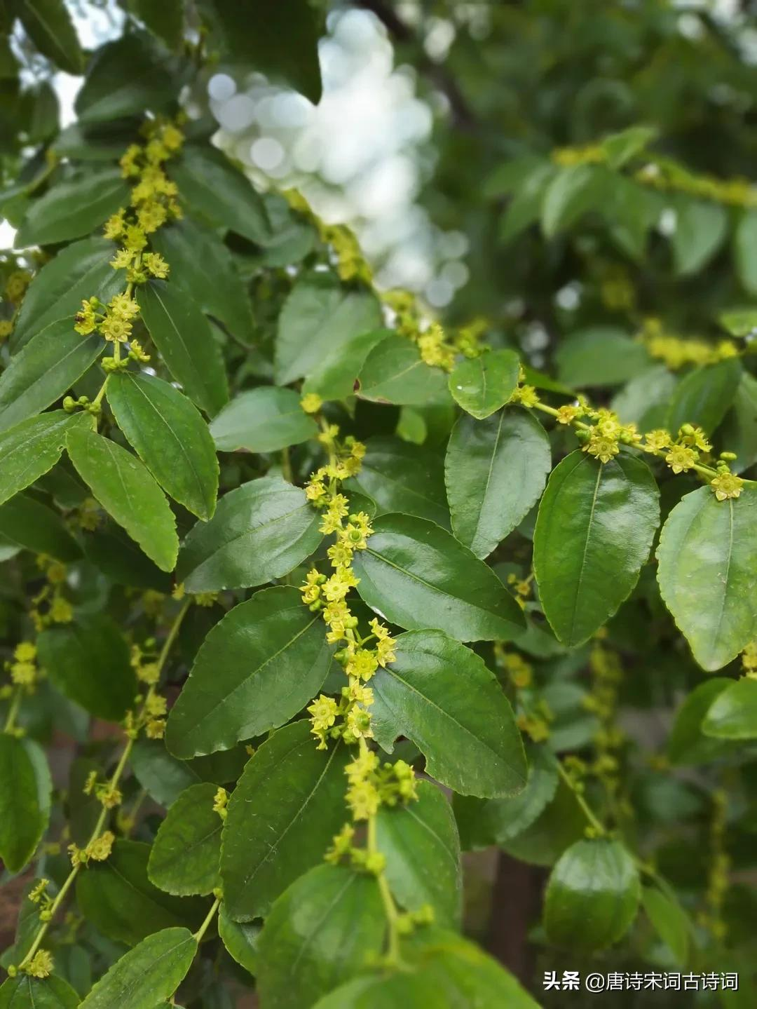 一帘微雨枣花香