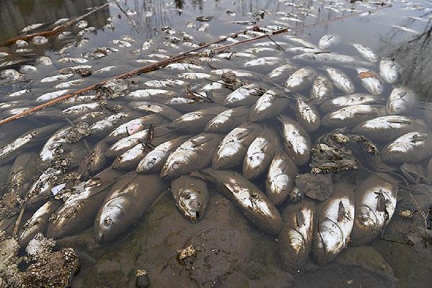 河马粪便有多恐怖？每年有成千上万的鱼群，被河马拉的屎生生憋死