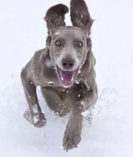 国外十种顶级猎犬，杜高才排第四，第一你想不到