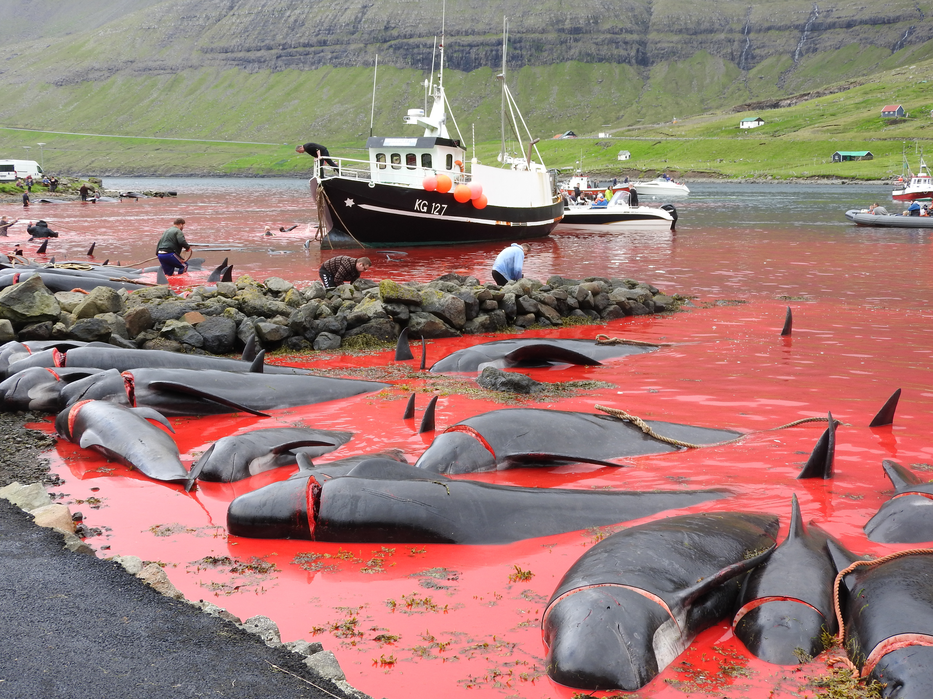 传统文化还是野蛮陋习？丹麦捕杀175头领航鲸，血染鲸湾引发众怒