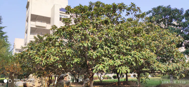 陪你一起看湖北省广水一中①——走进植物王国