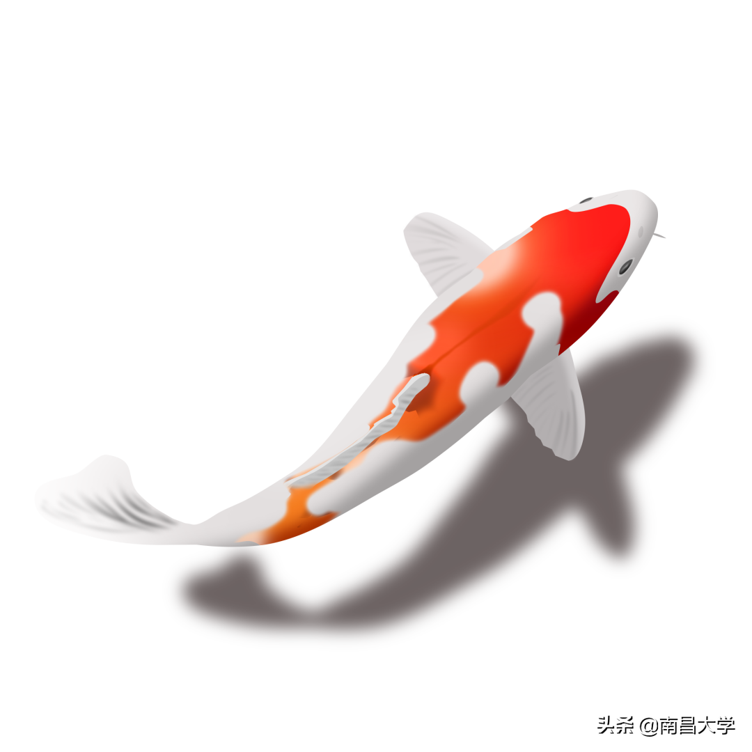 南昌大学校庆文创来了！你会是那“百年一遇”的大锦鲤吗？