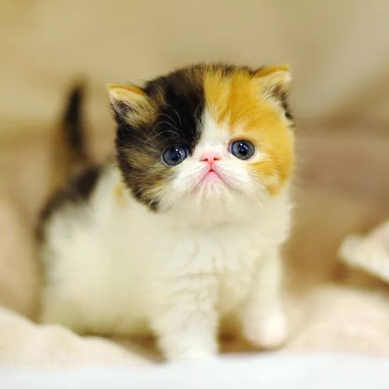 十大名猫闪亮登场，看看你最喜欢哪种