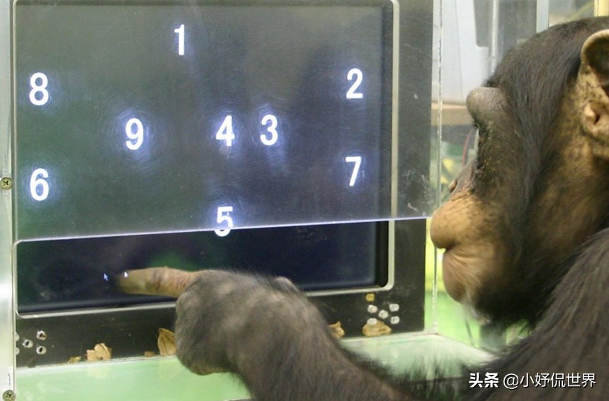 猪可是一点都不笨！一起看看拥有惊人智商的7种非常聪明的动物