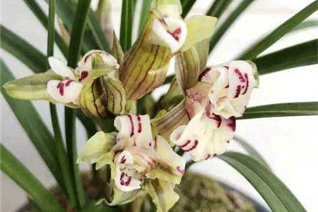 還不知道蘭花一般養幾年開花，怎麼養能多開花？專家告訴你答案