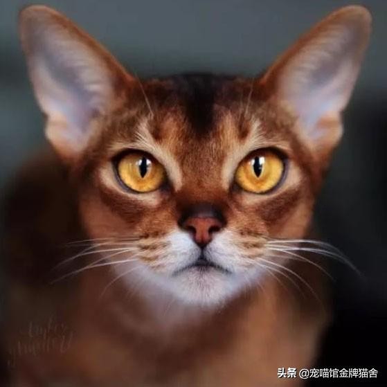 建议十二星座养的猫！有些可能听都没听过