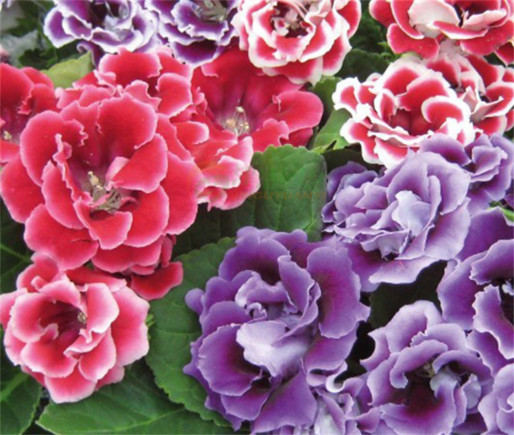 养大富贵芙蓉花盆栽,要注意不能淋头浇水,不然"空盆"很正常