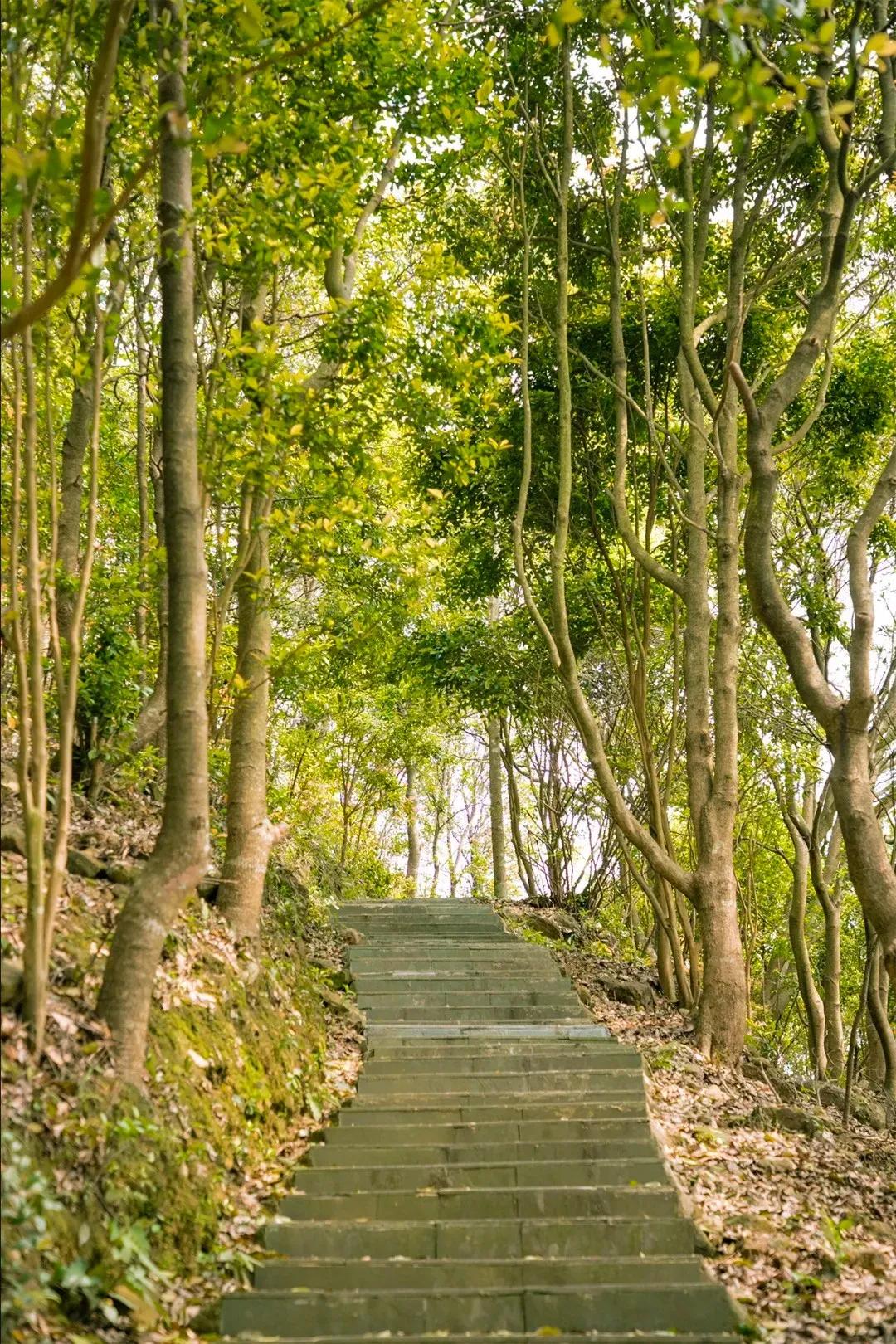 深圳值得征服的10座山，你去过几座？