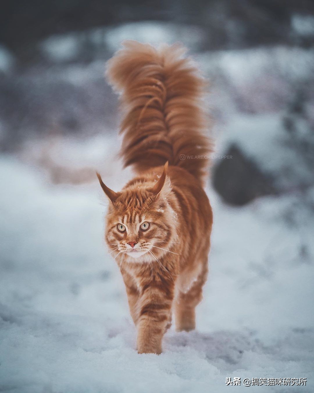 如果有一只猫咪又大又温柔，又飒又威猛，别怀疑，它就是缅因猫！