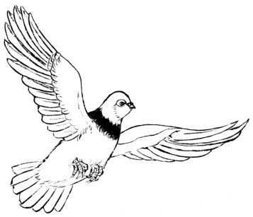 中国画零基础入门教程：分步骤讲解鸽子的画法，简单易懂的国画