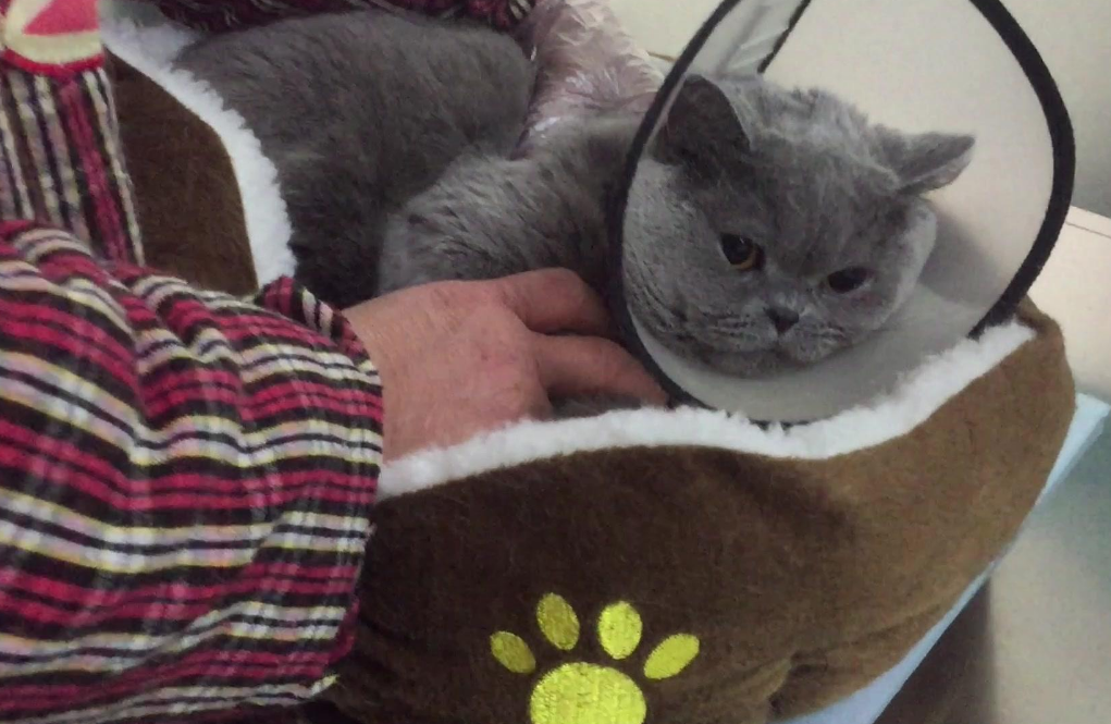 猫咪“发抖”可不是怕冷，可能是在向你求救