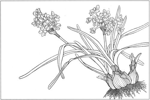 水仙高清白描线稿图片下载20幅
