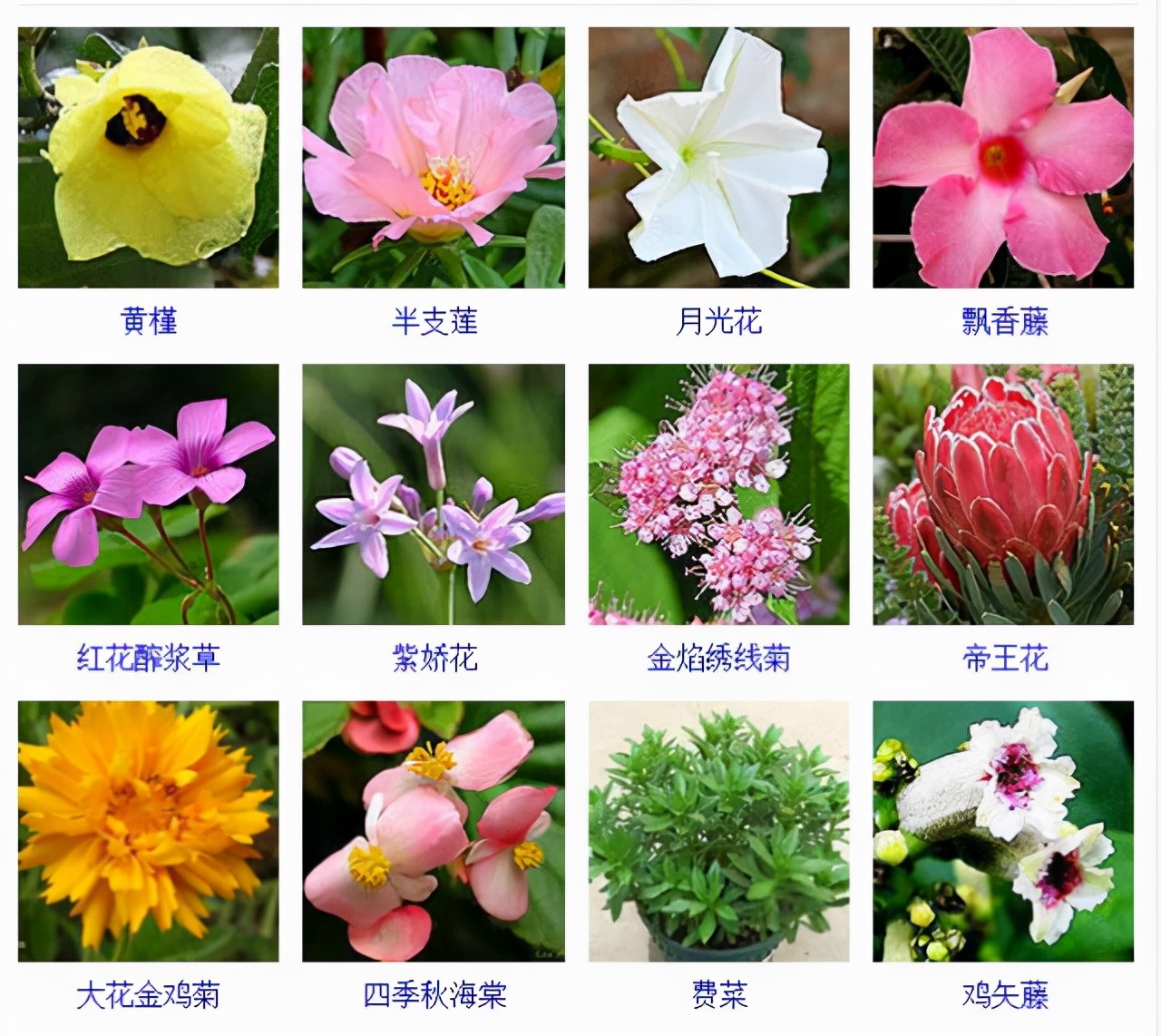 鲜花的个种名字大全(鲜花的个种名字大全集)