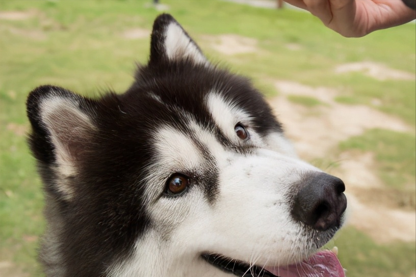 偷食打女人样样齐(阿拉斯加犬的5大缺点，网友：就算想养也不敢养啊)