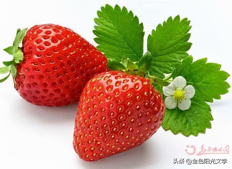 描写草莓的外貌（干货分享关于草莓的描写）