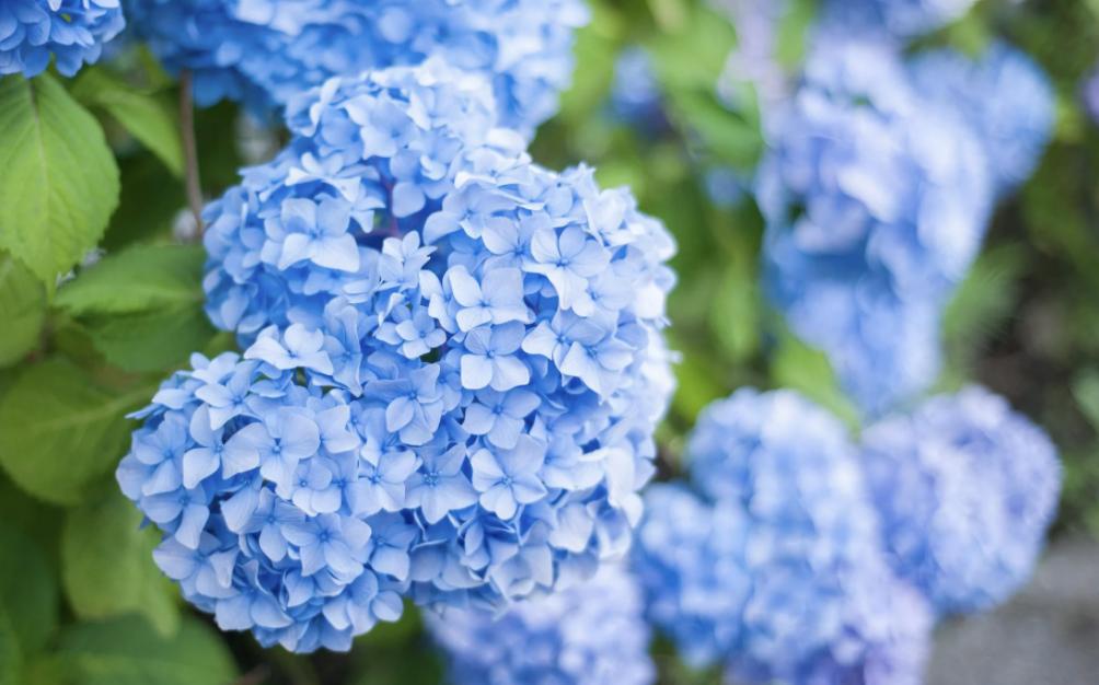 100种适合室内种植的花卉植物,颜值高、易打理,慢慢观赏慢慢看