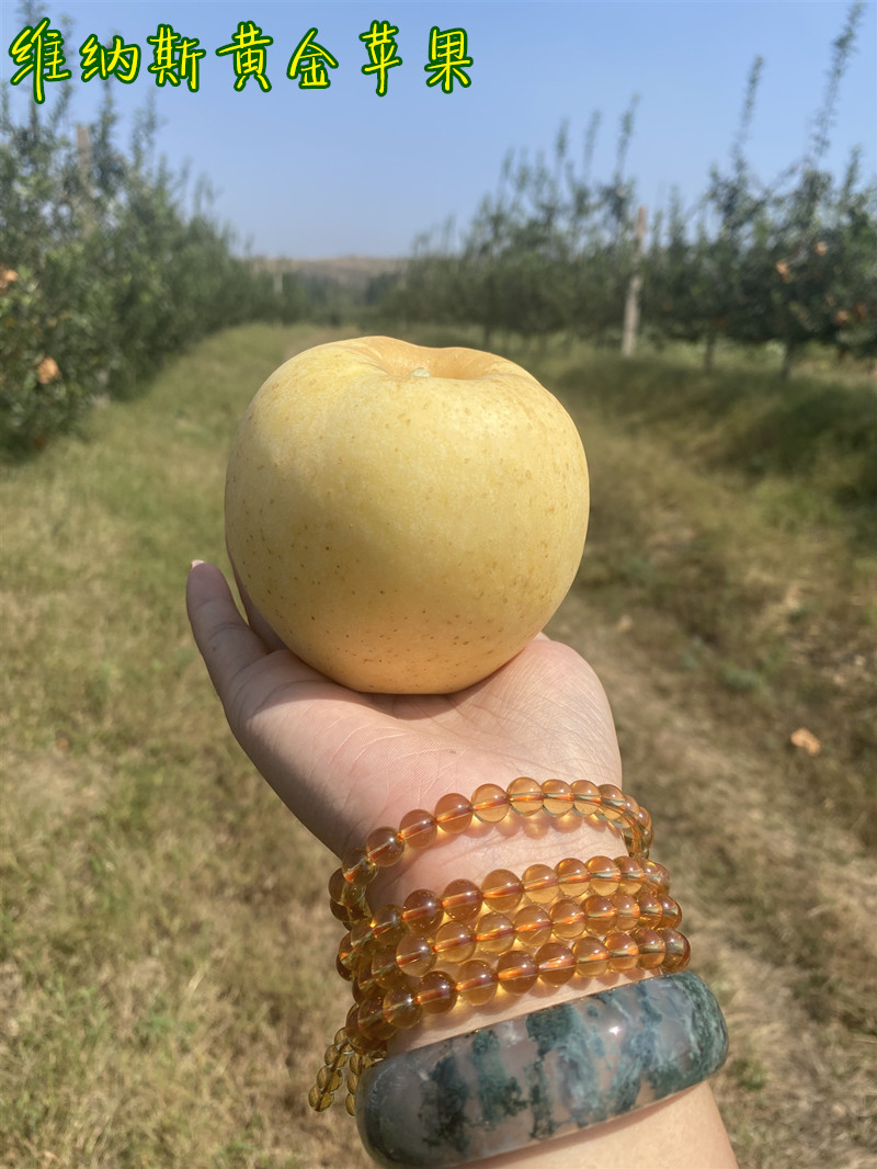 维纳斯黄金苹果苗介绍，一个女神级的晚熟黄果新苹果品种