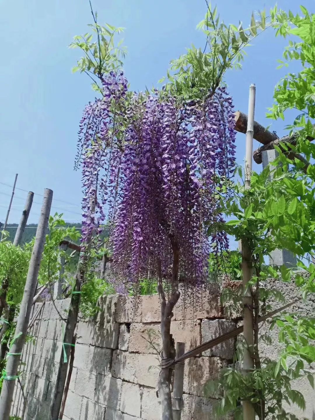 紫藤品种介绍集锦,你喜欢的是哪一种?