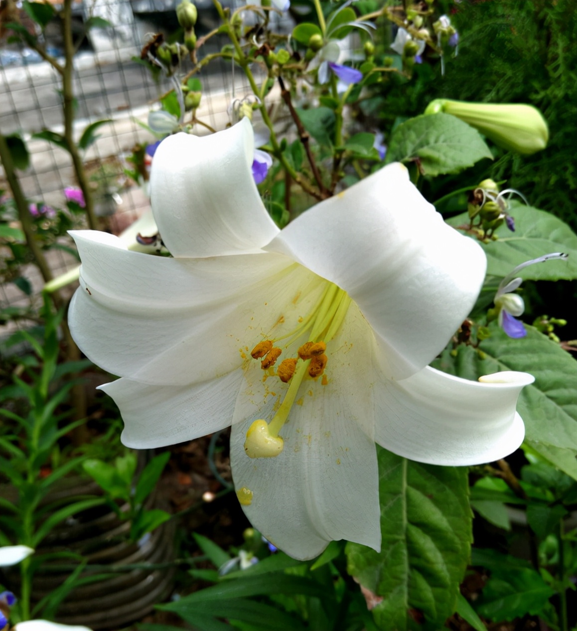 教师节送什么花（8种适合送给老师的儒雅花）