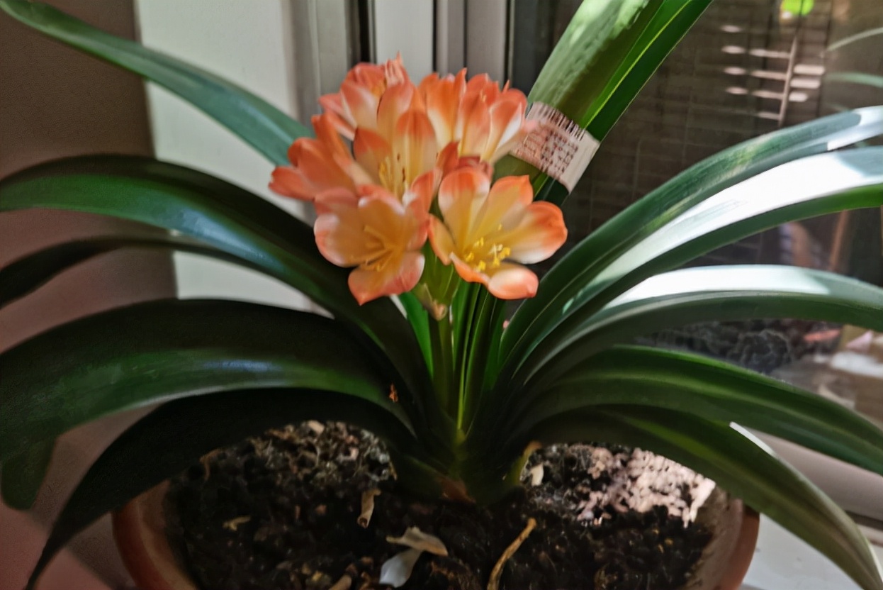 卧室放什么植物最旺财（卧室放4种植物旺财又健康）