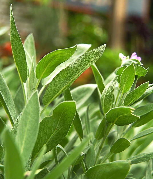 超级鼠尾草图片(18种漂亮的鼠尾草让花园更添色彩)