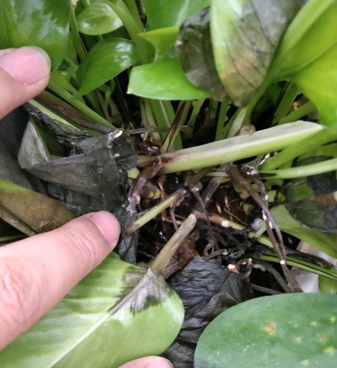 花卉绿植盆栽有什么推荐（100种室内盆栽花草图鉴）