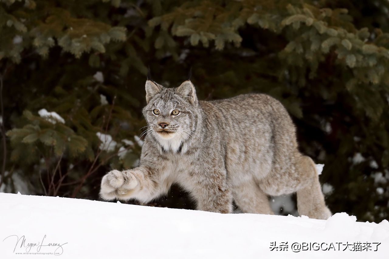 北极猫1000价格这种猫科动物比东北虎还靠近北极