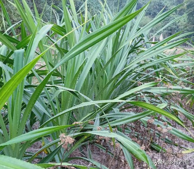 端午节包好吃的粽子,巧用"簕古叶","假蒌叶",一人能吃2根