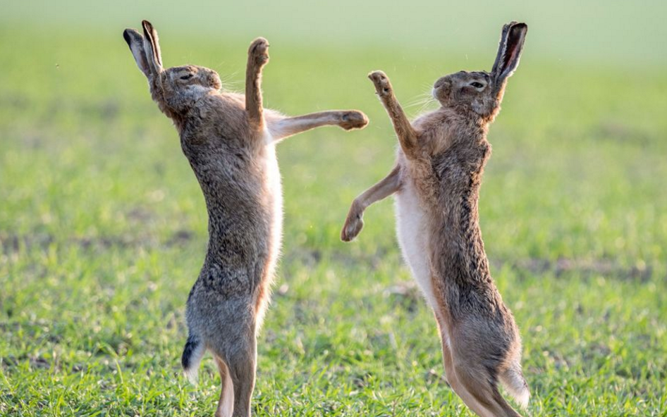 兔子为什么会在澳洲泛滥?