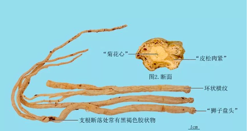 丹參酮注射功效與作用(所有的) - 行就行