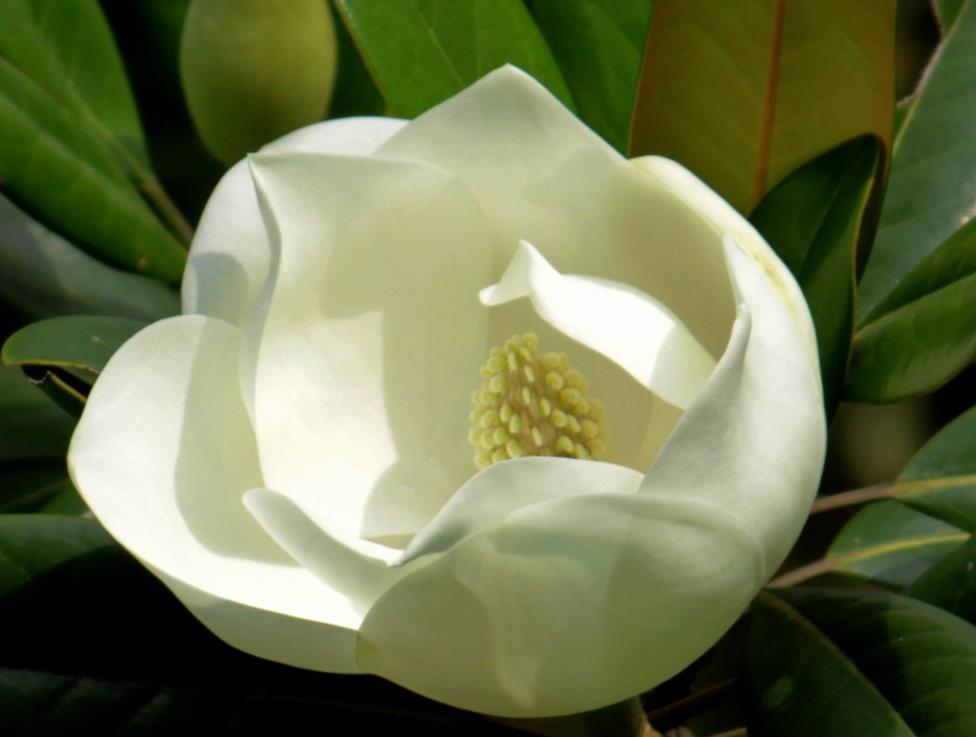 这4种花，是“佛教花”，被称为见花见“吉祥”，您养过吗