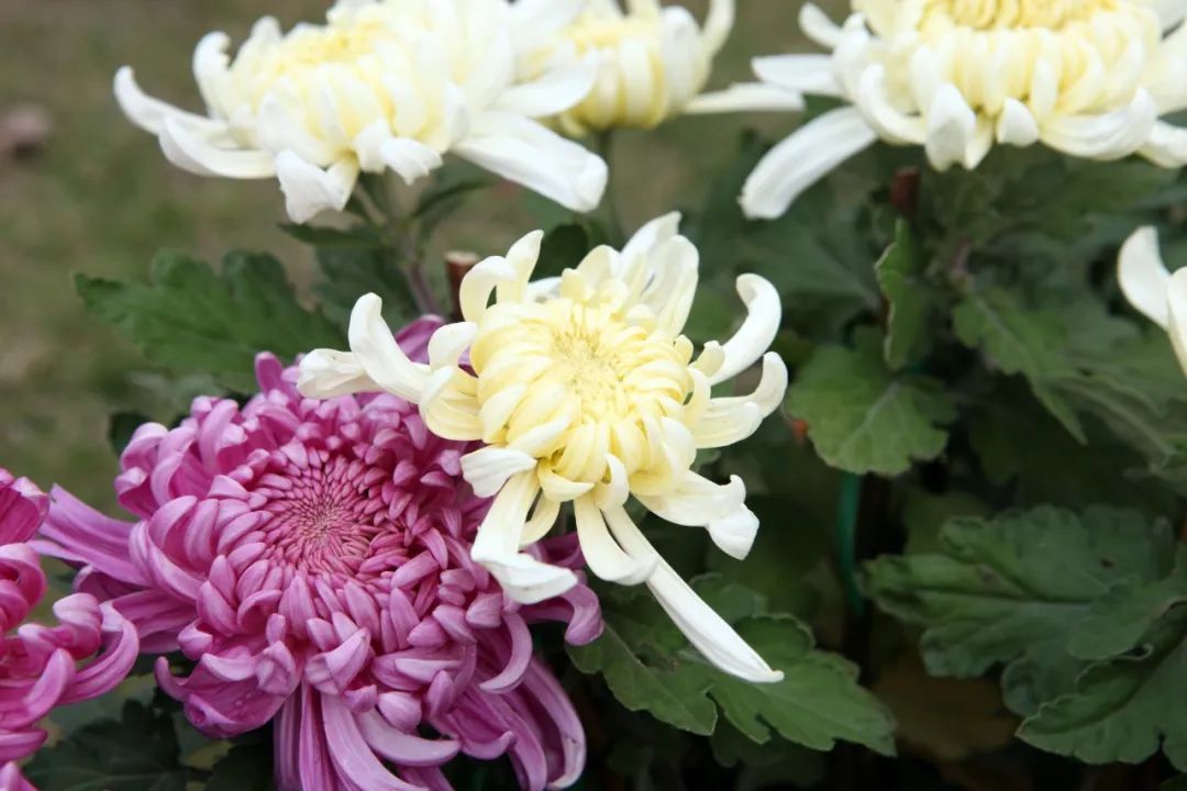 赞美菊花的诗句（10首菊花诗词唯美了整个秋天）