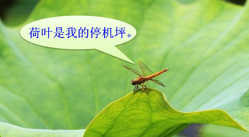 部编版语文一年下《荷叶圆圆》知识干货和积累扩展  值得收藏