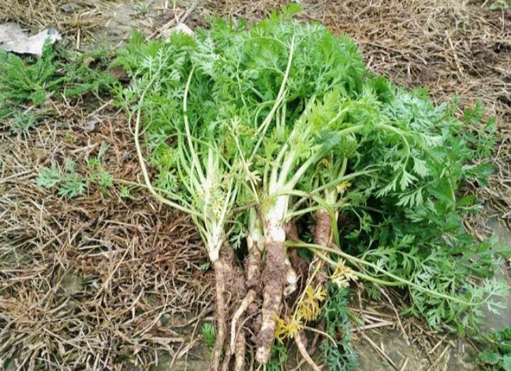 野胡萝卜的图片 和功效(野萝卜的植物学特点及主要用途)