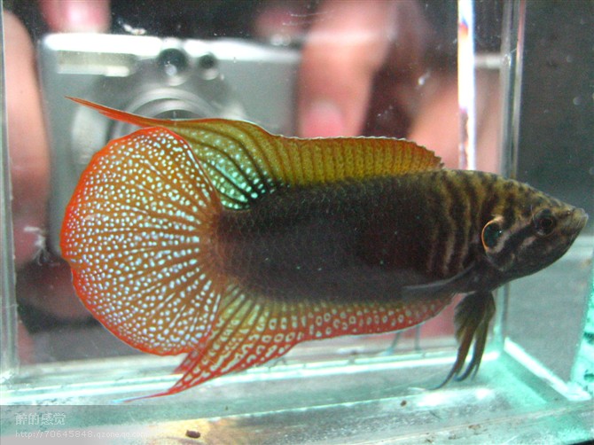 中国圆尾斗鱼低调却不失奢华的存在