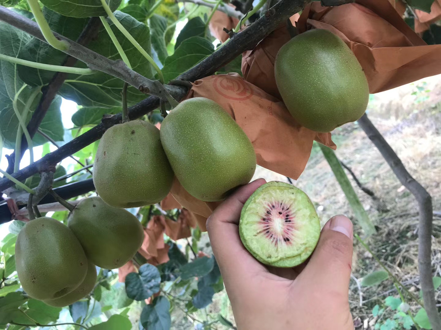 猕猴桃成熟季节是几月？分品种看环境，最早也就八九月