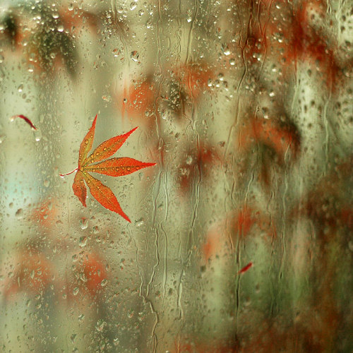 有关雨的唯美句子|雨是一生错过，雨是悲欢离合