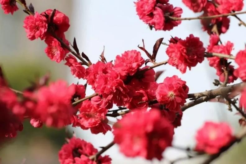 神仙颜值！惊艳众人！陕西高校“最美校花”高清大图曝光