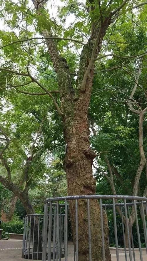 雨水充足,海南東部地區黃花梨樹生長迅速,材料相對稀疏,毛孔粗大,花紋