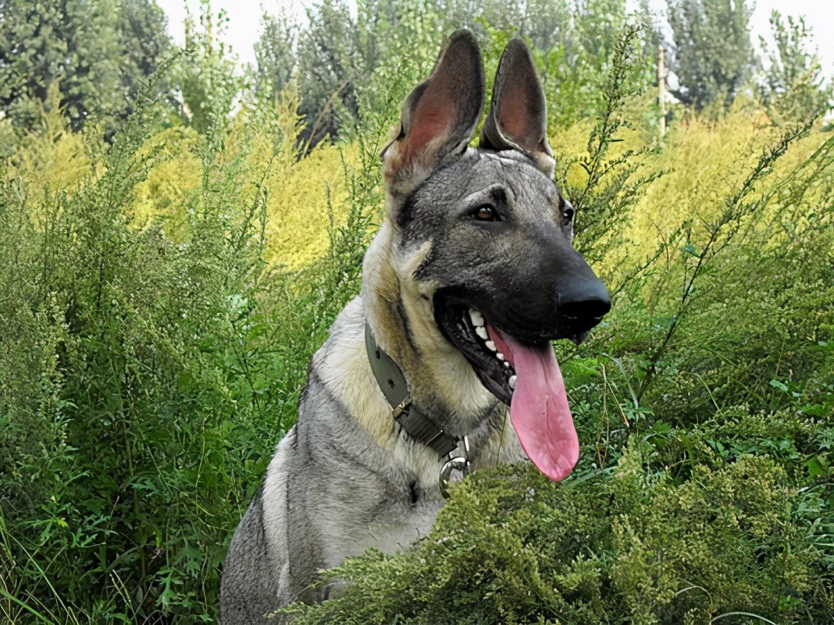 中国十大名犬品种及其特色