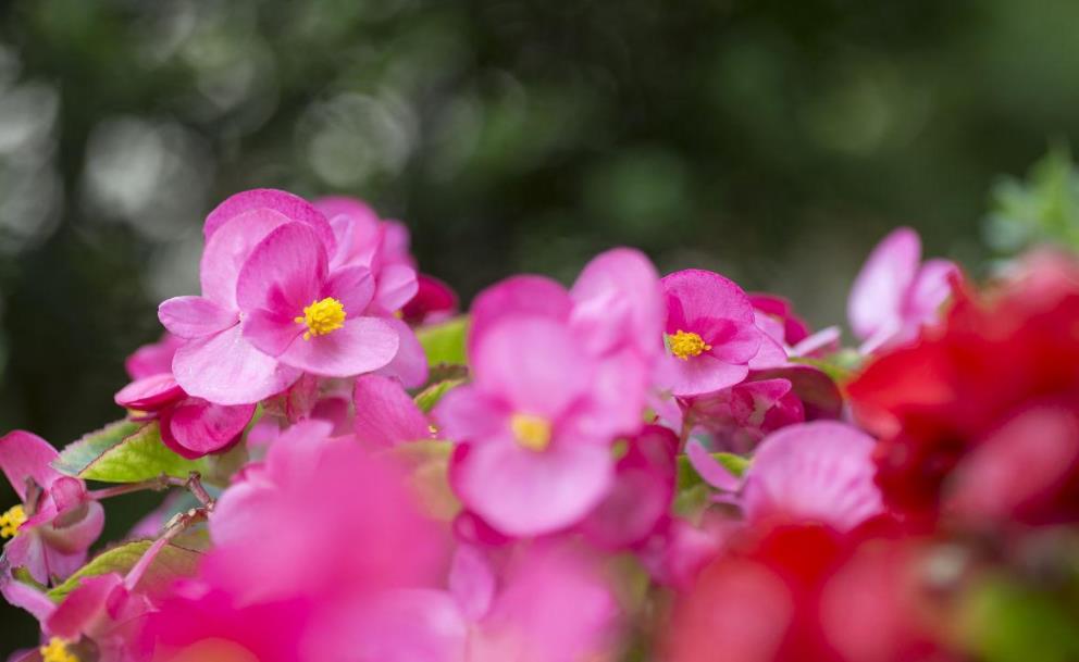 4种适合室内的开花植物,花期长,还省心
