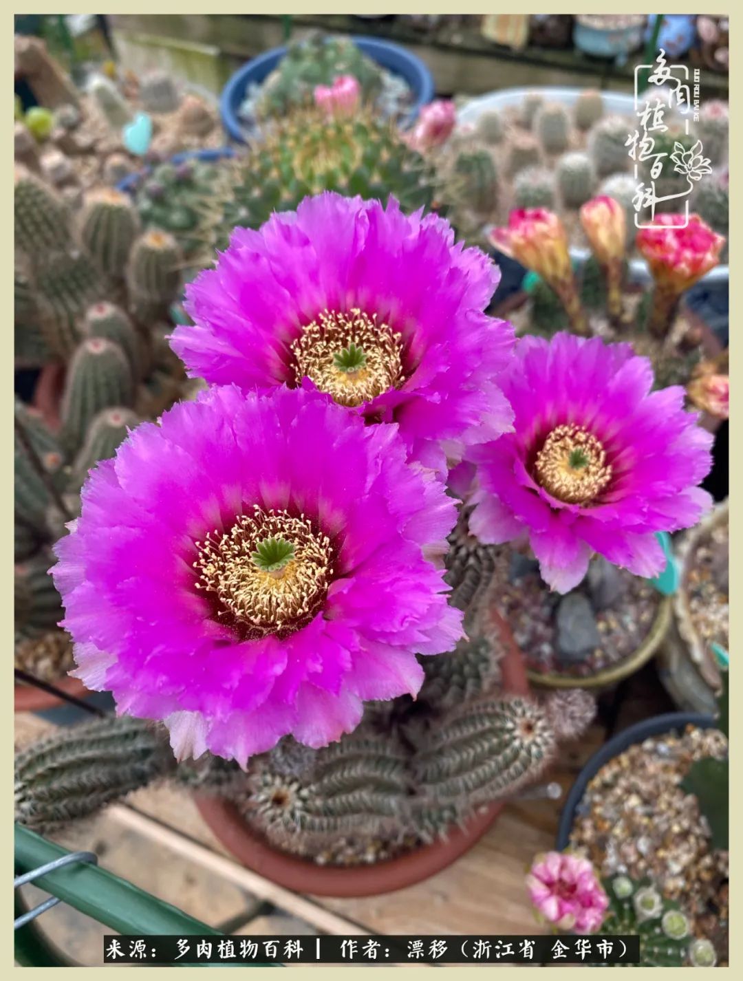 仙人球开花盛宴:让生活习惯花儿的陪伴