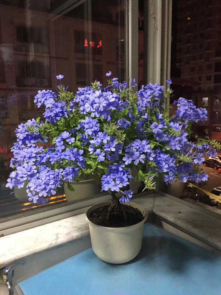 6种漂亮花,现在快扦插,扦插黄金季,越热越生根,一个月就开花