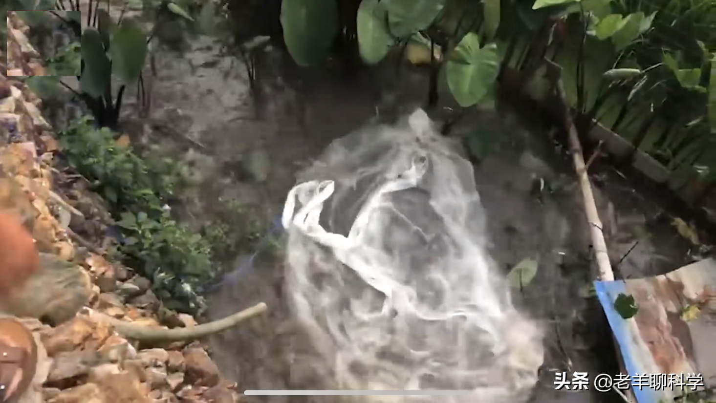 仅凭一个碗就能得一网鱼！广西男子如何做到的？笨鱼因何被声音坑