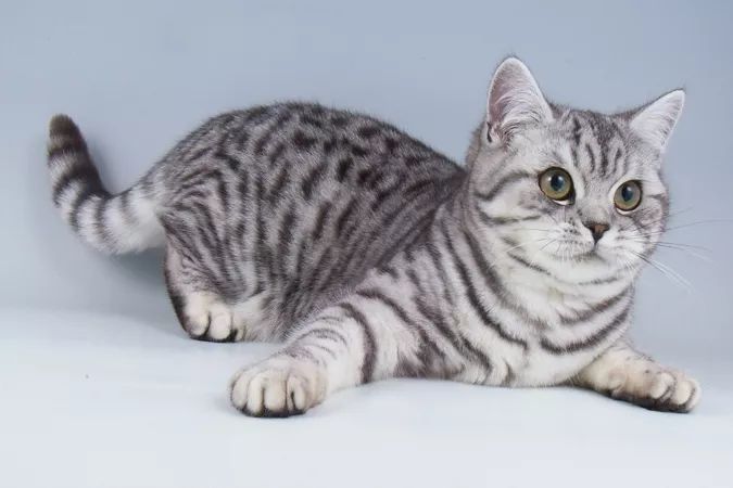 十大名猫闪亮登场，看看你最喜欢哪种